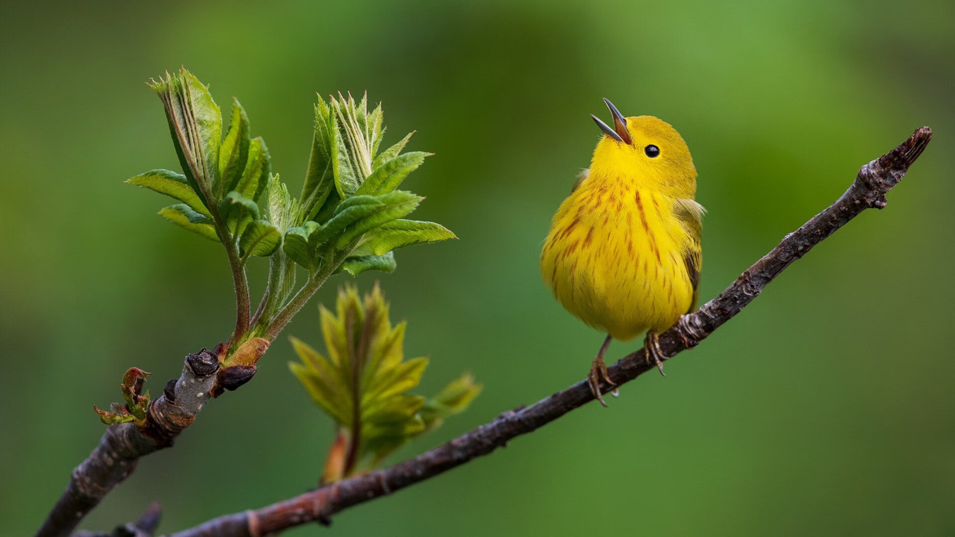 “意甲激烈碰撞,实力排名不断变化”,意甲最强
