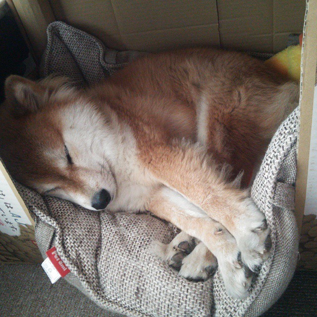 下载乐鱼体育APP-克罗地亚马术协会与欧洲马术协会签署合作协议，共同举办国际赛事。