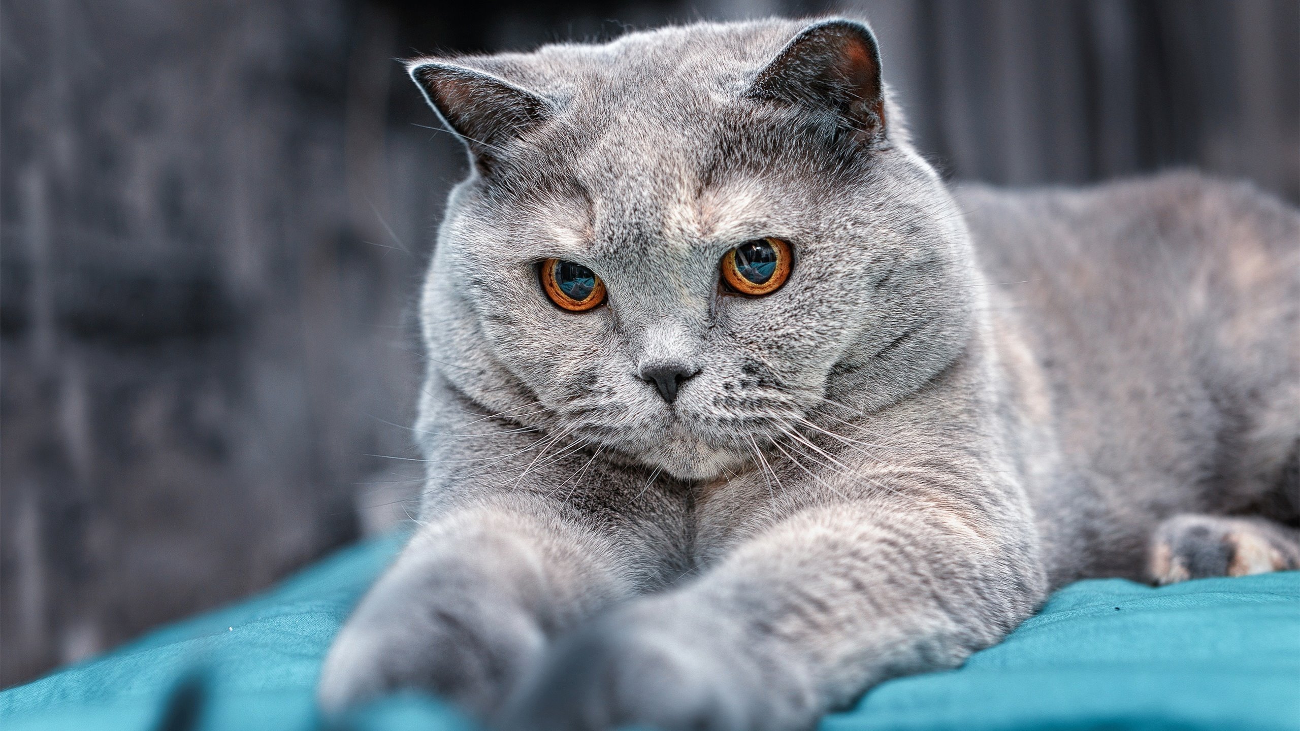 乐鱼（LEYU）体育-意甲强强对抗，比分1-1，比赛亮点：门将多次神级扑救，传球成功率87%，成功断球率76%