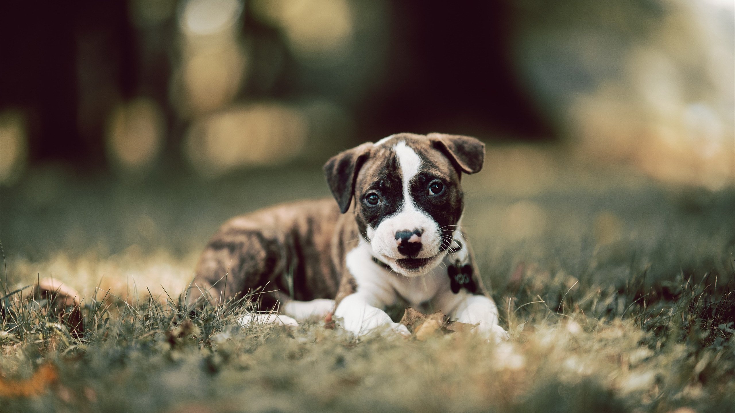 Leyu Sport下载-意甲激烈竞争，比分2-2，比赛亮点：多个关键断球和抢断，传球成功率高达89%