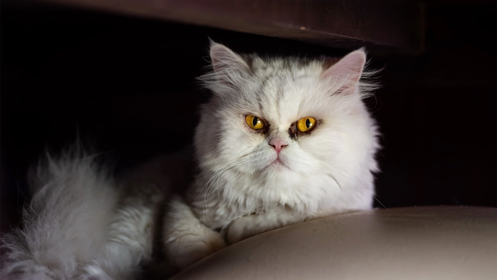 APP下载 LY Sports-意甲豪门齐心备战，力争欧洲战场佳绩