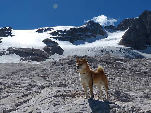 比利时举重选手在比赛中展现出顽强拼搏精神,比利时举重队