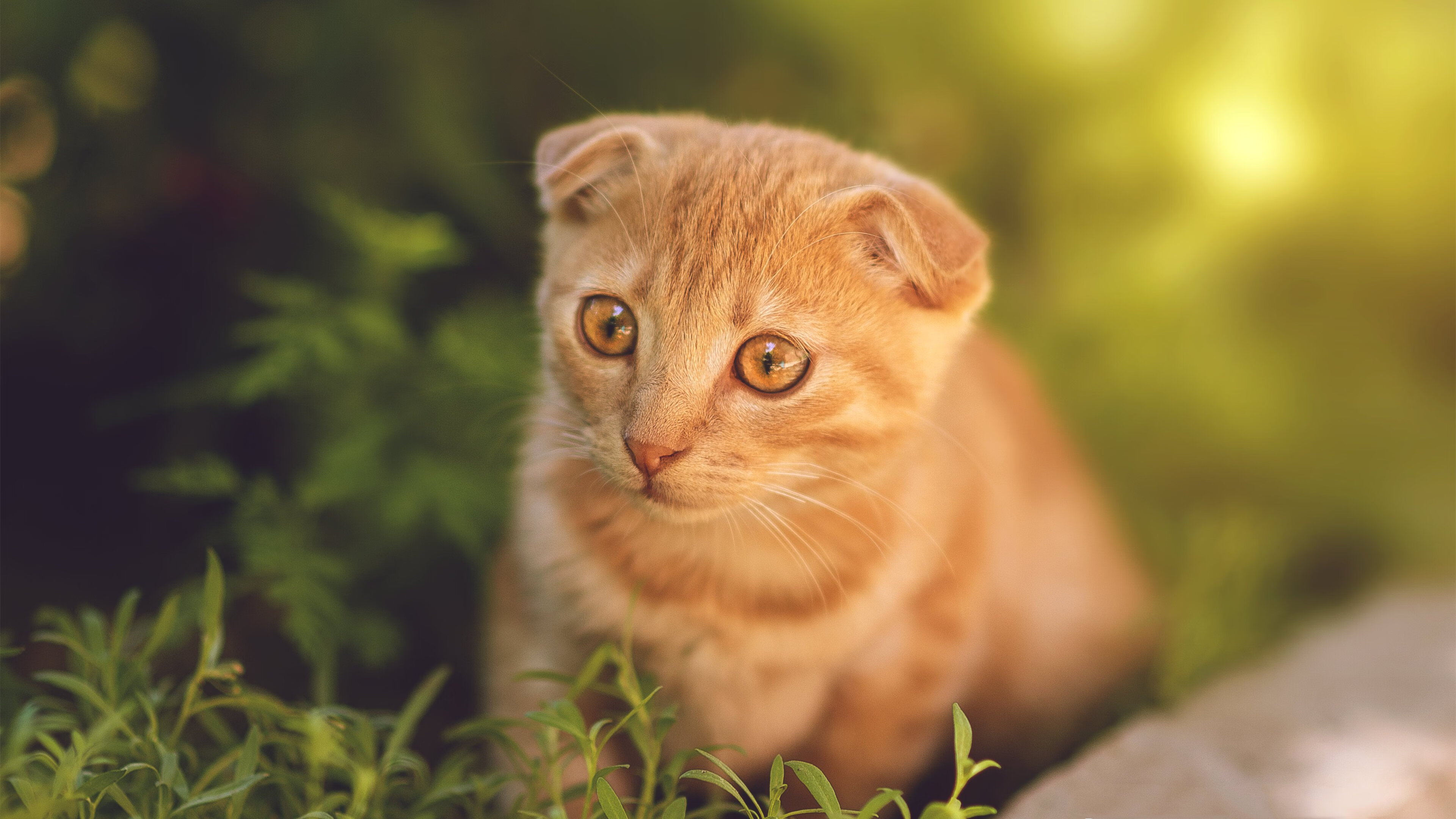 乐鱼官网-切尔西半决赛前景迷离，震撼关键战役暂未来临，切尔西比赛集锦