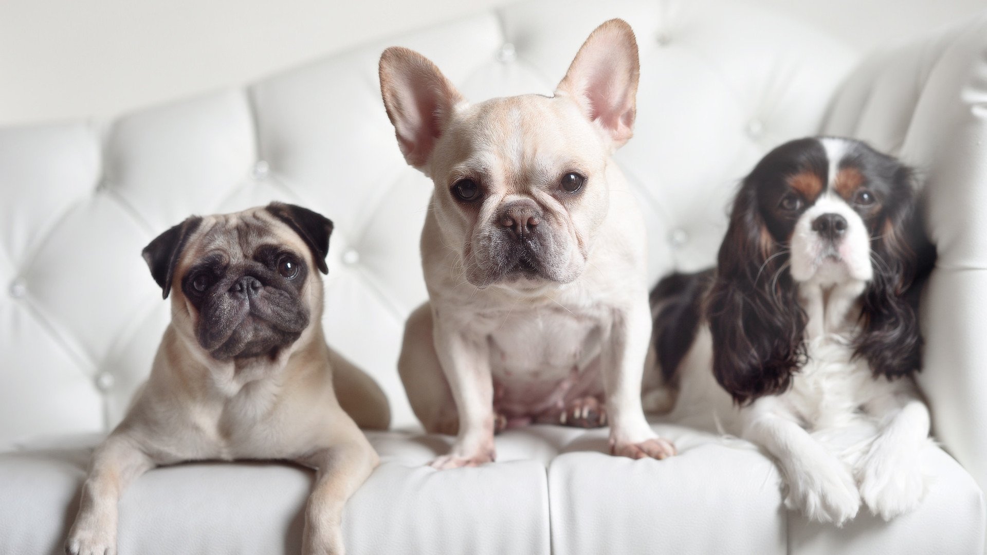 leyu乐鱼体育综合-埃弗顿边路突破凌厉，古迪逊公园期待胜利，古迪逊公园球场扩建