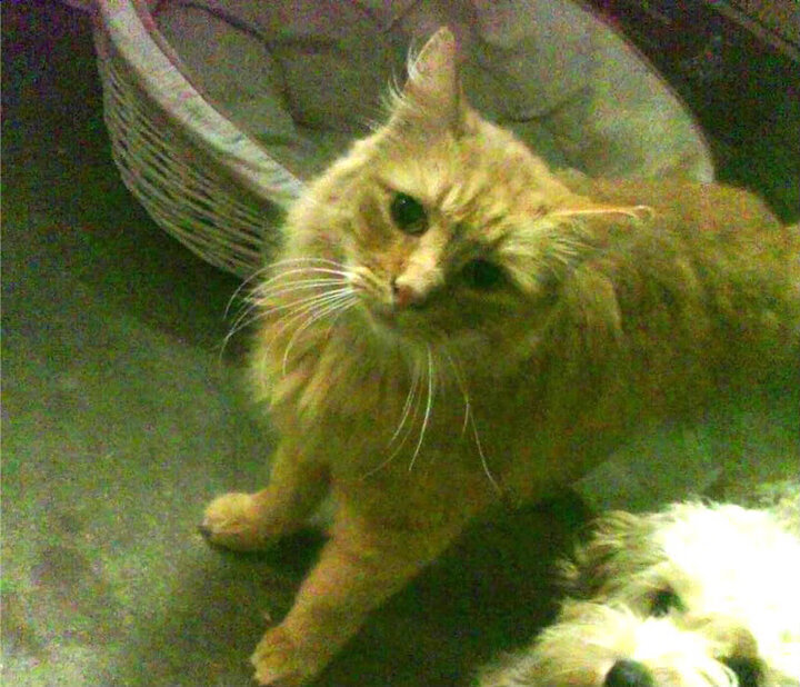 leyu乐鱼官网登录入口-女足联赛迎来新生力量，技术水平提升，女足分析