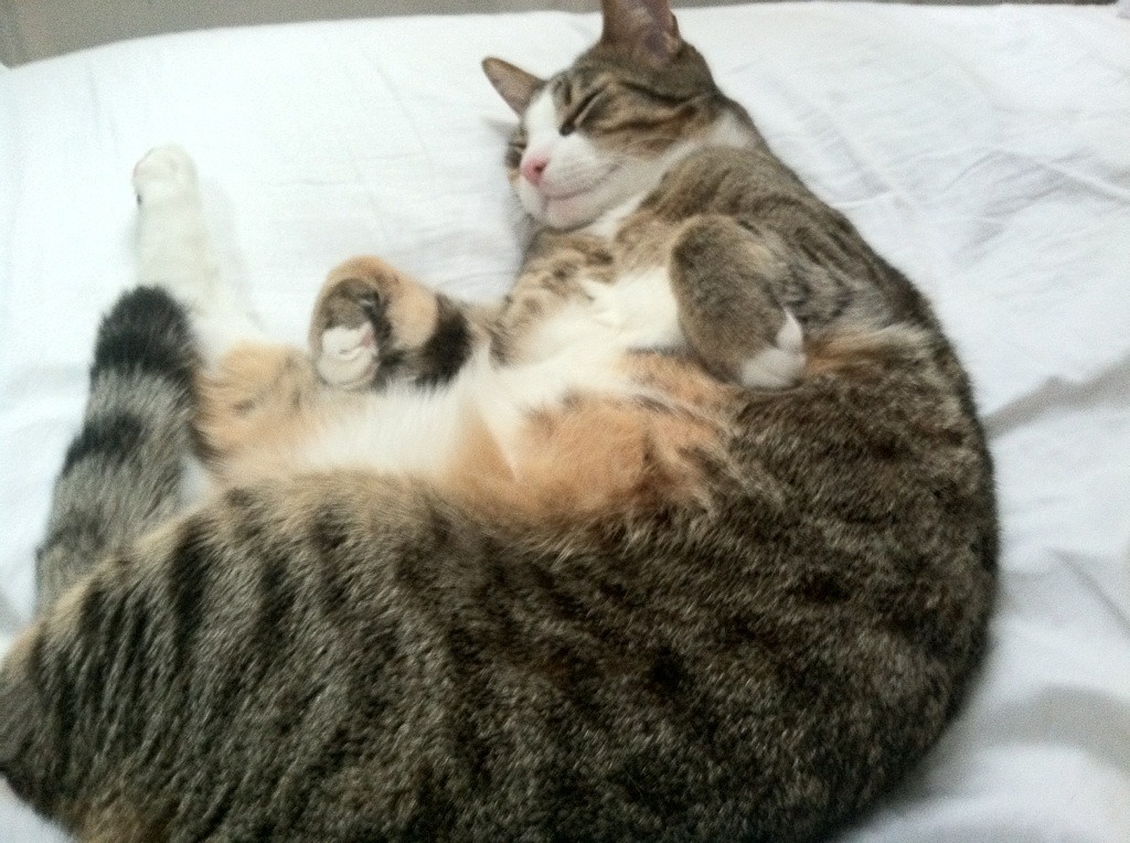 希洪新军失守,主场一败,实力暴露,希洪竞技对西班牙人直播