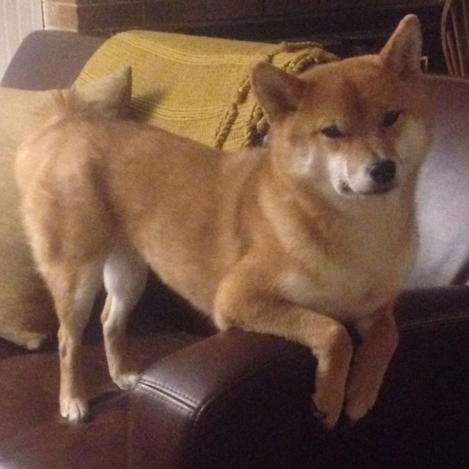 武装风格的比赛:爱尔兰对抗丹麦,爱尔兰vs丹麦