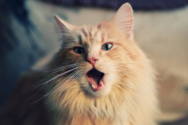 LeyuSports-瑞典战队 NiP 宣布更换阵容，迎接新挑战，瑞典队最新大名单