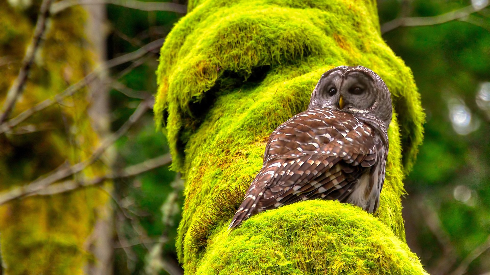 NBA型比赛:欧洲足球中的“快攻”和“反击”战术