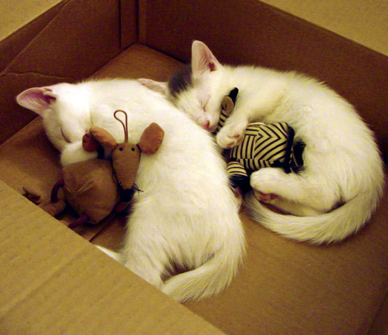 世界杯影响:各大联赛新星的崛起契机,世界杯队