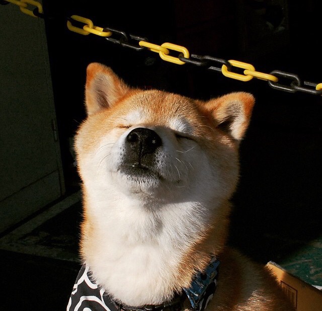 体育赛事中的绿色物流服务应用案例分析,竞技类体育赛事物流的特征