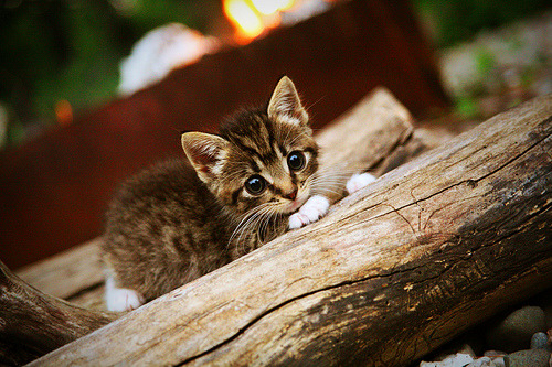 未来足球场:科技与可持续发展的完美结合,未来的足球场作文300字