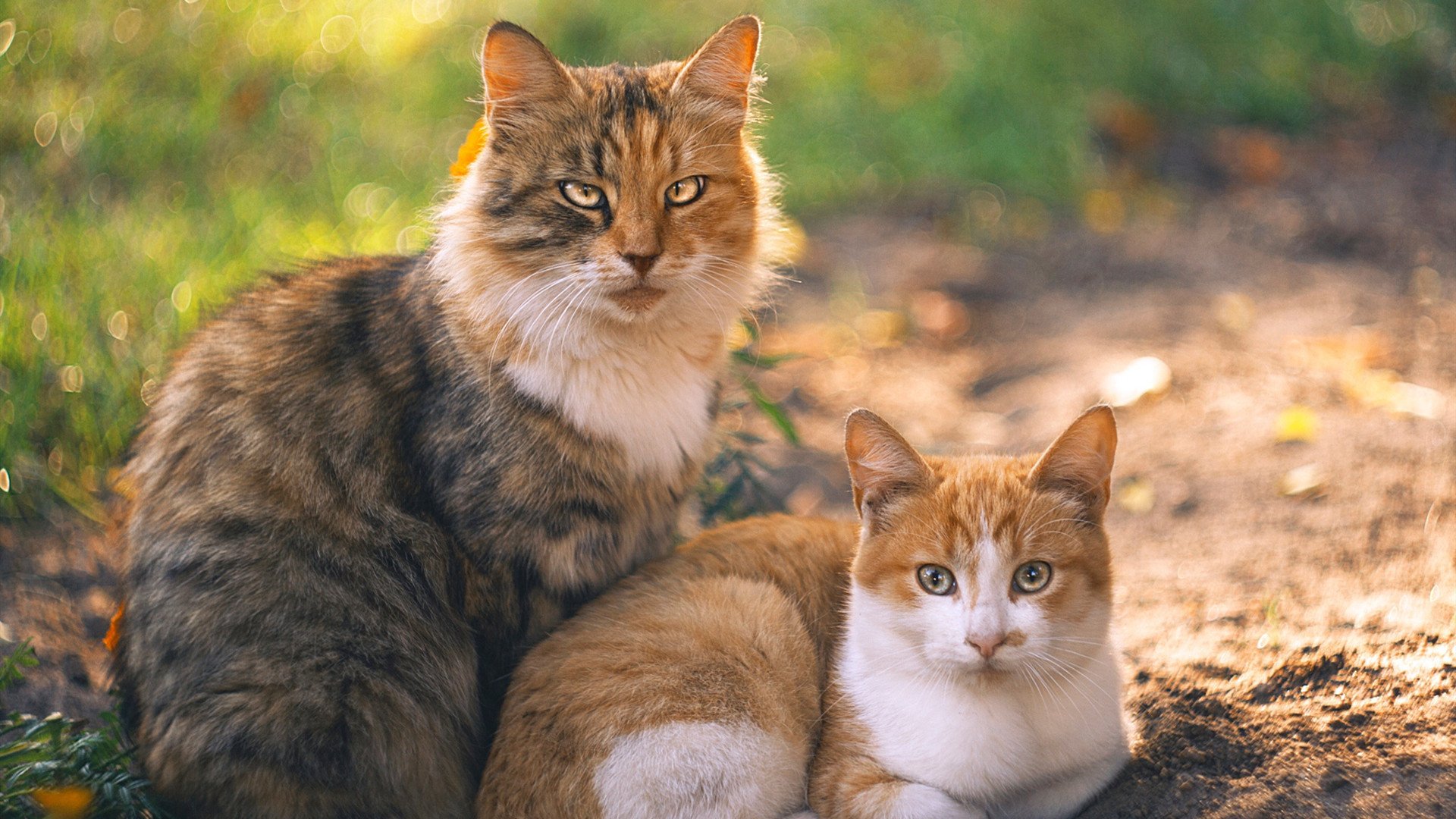 篮球运动员专项体能训练科学化管理研究，篮球专项体能训练的心得体会