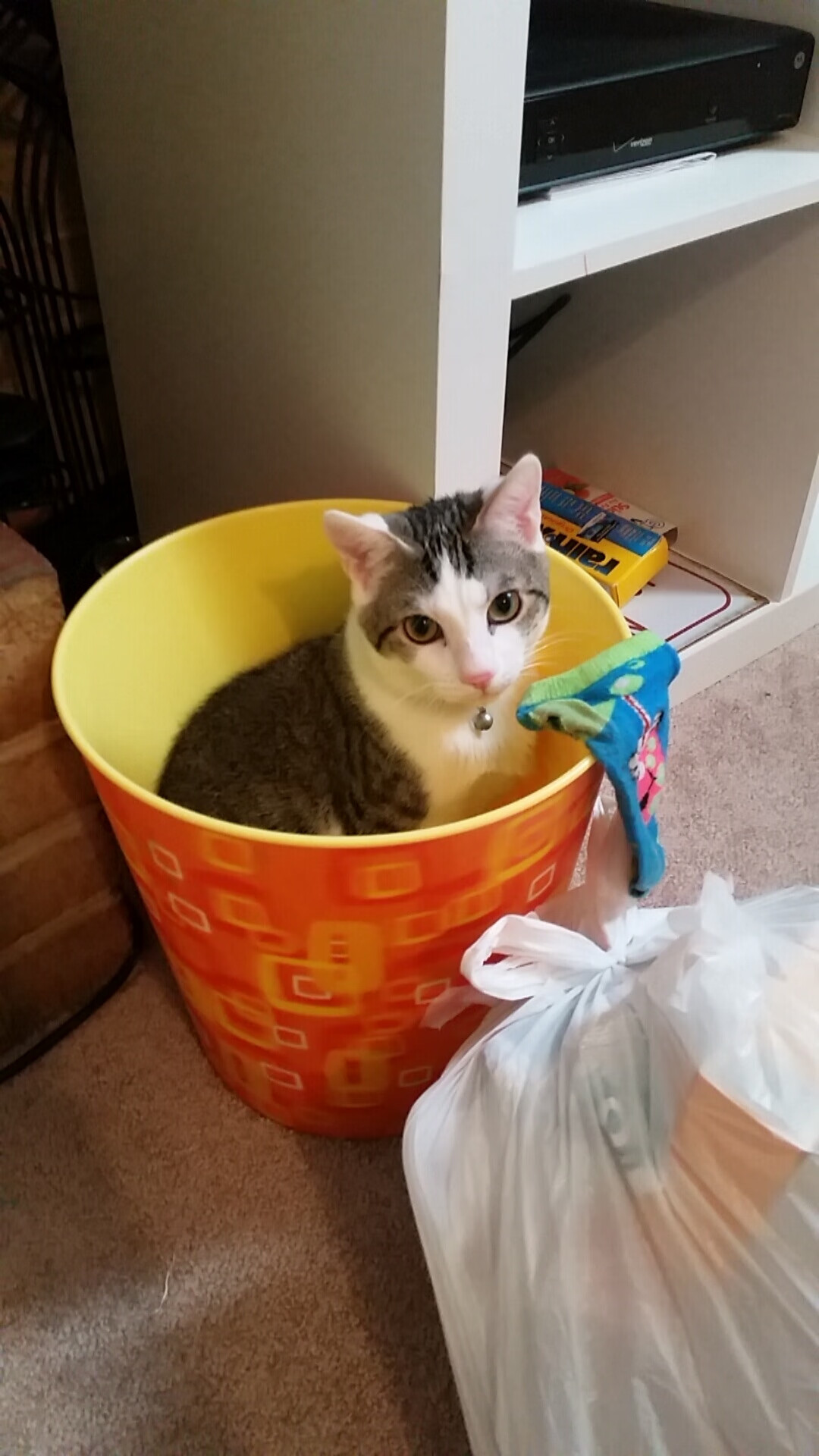 波兰乒乓队未来规划：通过精细化训练打造技术多样性，波兰乒乓球著名运动员