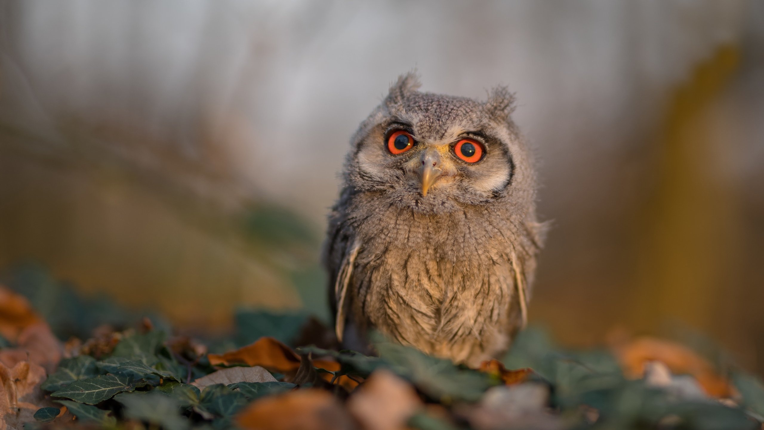 leyu乐鱼体育综合-皇家社会通过控球打掉对方节奏，皇家社会ds足球