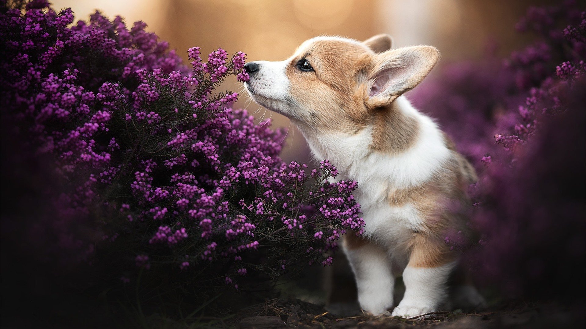 leyu乐鱼官网登录入口-美国队未来发展：如何通过培养年轻选手增强国际竞争力，美国队强势项目