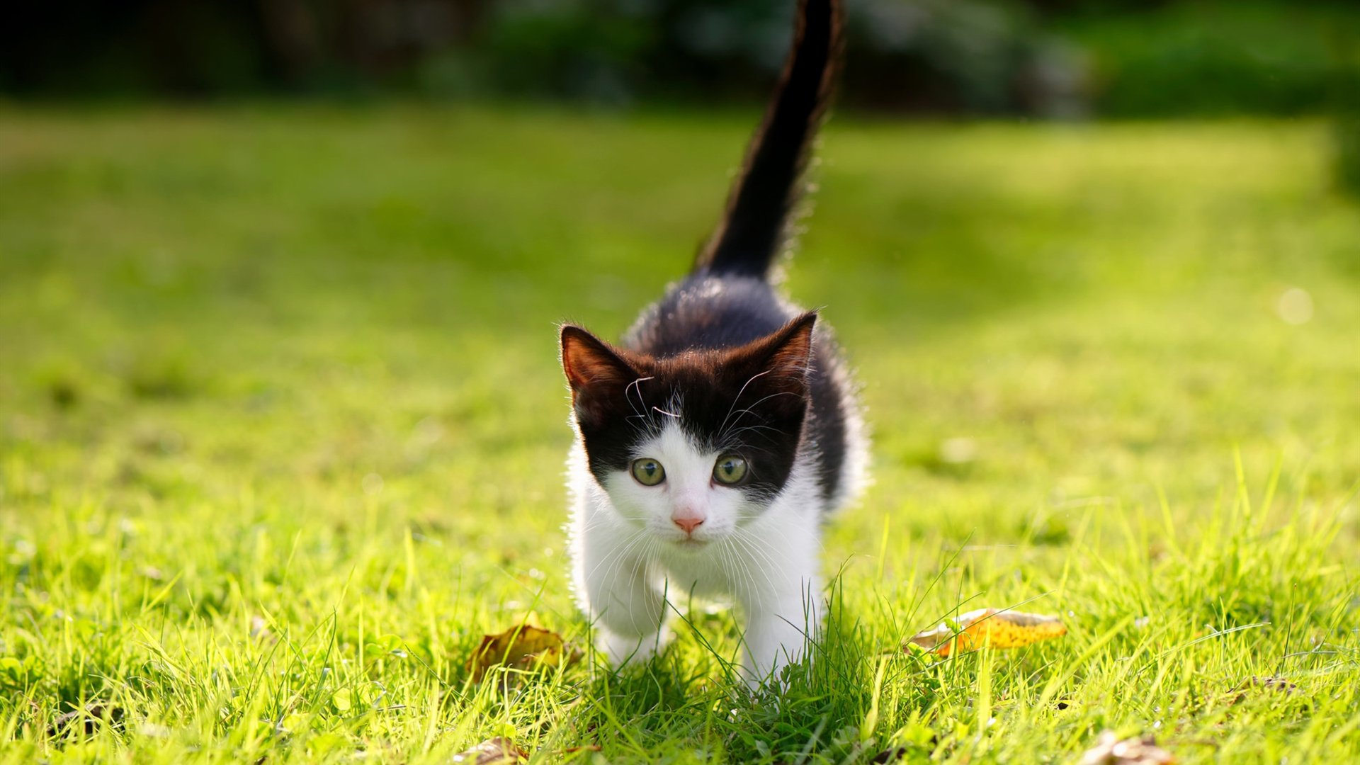 中学篮球开展篮球主题教育丰富体育内容，中学篮球教学的目的是什么