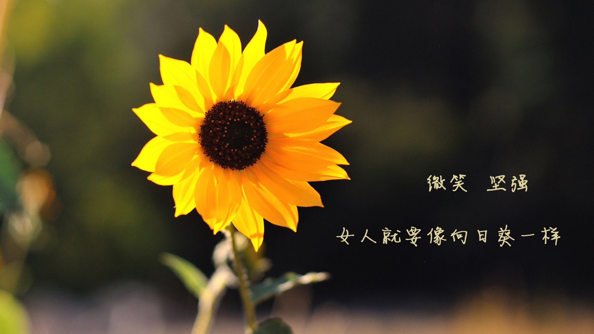 leyu乐鱼官网登录入口-火箭封闭训练重点练习外线夹击战术应用，火箭外贮器