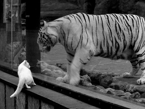 LEYU SPORTS中国官方网站-美洲杯明星闪耀：个人突破带来阵阵喝彩，美洲杯个人榜